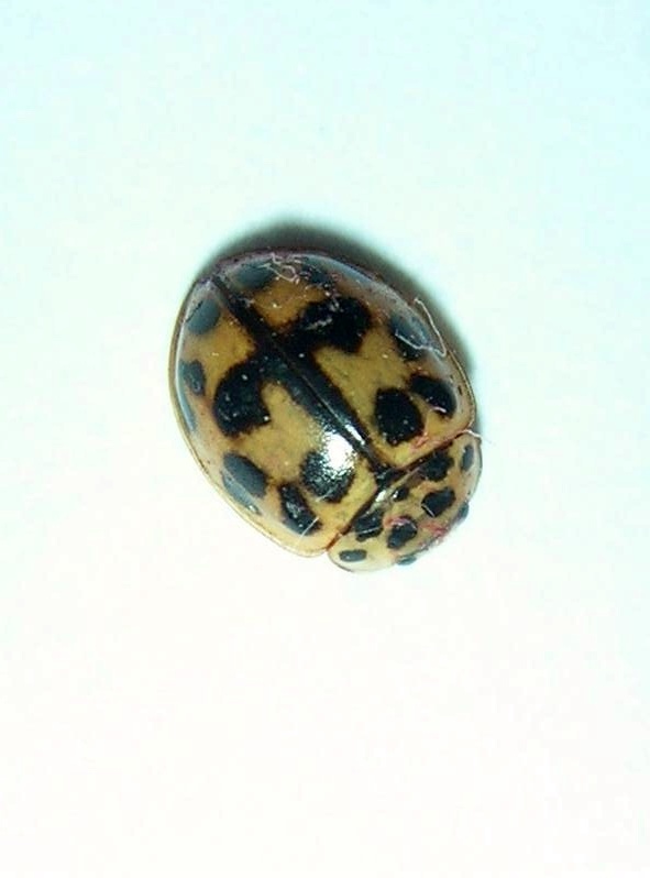 Coccinella in un vecchio mobile...